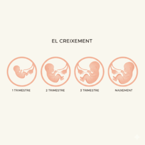 Nadó dibuixat creixent dins la panxa